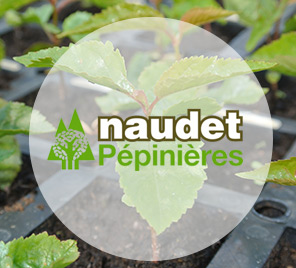 Pépinières Naudet
